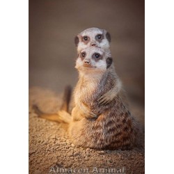 Suricata o gato de roca (suricata suricatta ) 