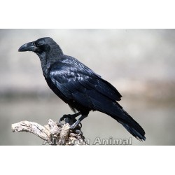 Cuervo comun (corvus corax)