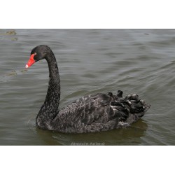 Pareja de cisne negro (cygnus atratus)