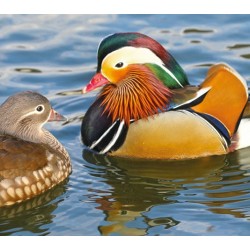 Pareja de pato mandarin (aix galericulata)
