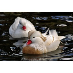 Pareja de Pato mandarín blanco (aix galericulata ) 