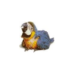Guacamayo azulamarillo  papillero (ara ararauna)