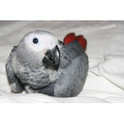Loro gris africano. Yaco cola roja papillero.
