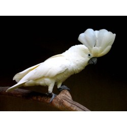 Cacatua Alba