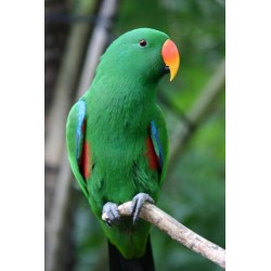 Loro Eclectus macho adulto