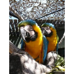 Pareja Reproduct Arauna