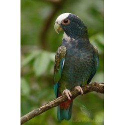 Pionus Senilis pareja reproductora