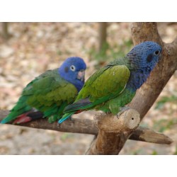 Pionus Menstrun pareja reproductora