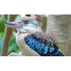 Kokaburra pareja 