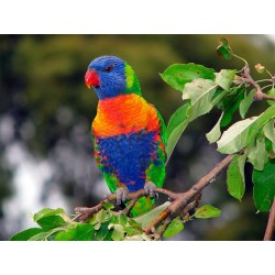 Loris Arcoiris
