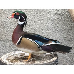 Pareja de pato mandarin (aix galericulata)
