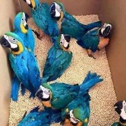Guacamayo azulamarillo  papillero (ara ararauna)
