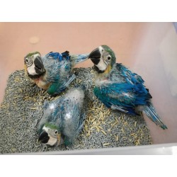 Guacamayo azulamarillo  papillero (ara ararauna)