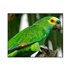 AMAZONAS AESTIVA