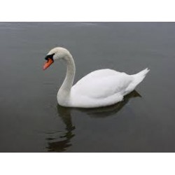 CISNE BLANCO