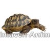 Tortuga Rusa