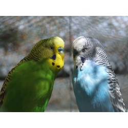 PERIQUITO INGLES (Melopsittacus undulatus)