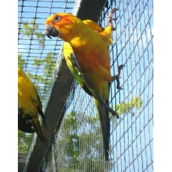 COTORRA DEL SOL (Aratinga solstitialis)