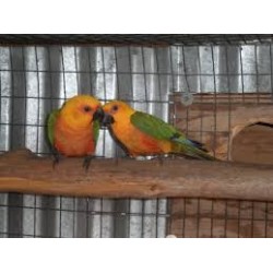 COTORRA JANDAYA (Aratinga jandaya)