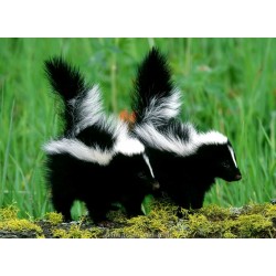 Mofeta blanca y negra (mephitis mephitis ) 