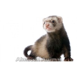 Hurón baby sable (mustela putorius furo)