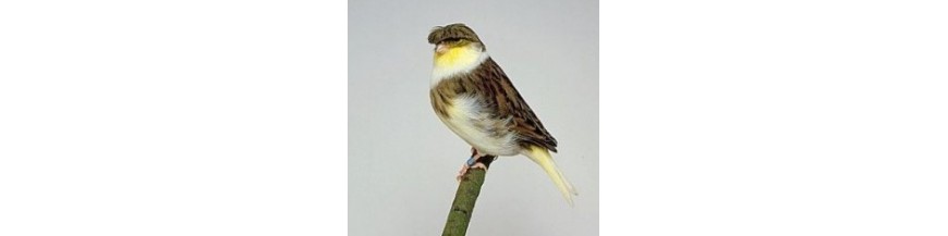 Canarios