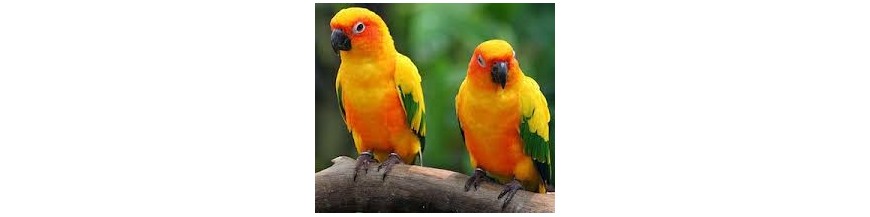Cotorras
