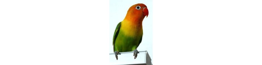 Agapornis