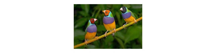Tropicales y Otros