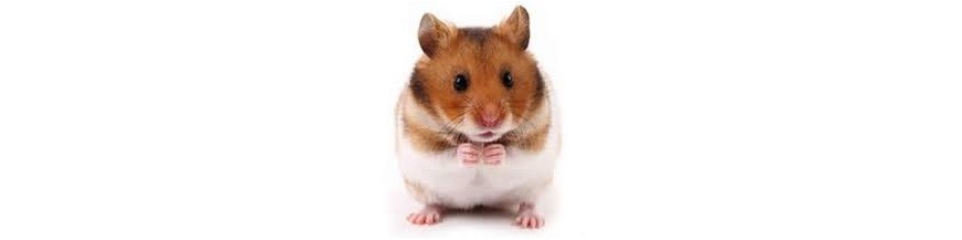 Hamsters