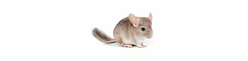 Chinchillas