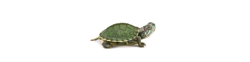 Tortugas Agua y Tierra