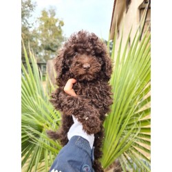CANICHE TOY