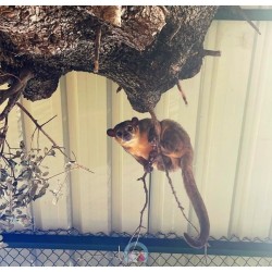 KINKAJOU
