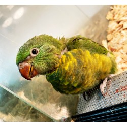 LORIS CHLOROLEPIDOTUS