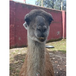GUANACO