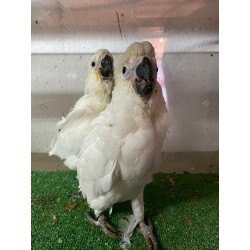CACATÚA ALBA
