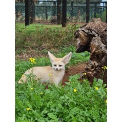 ZORRO FENNEC
