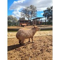 CAPIBARA
