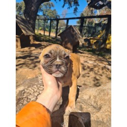BULLDOG FRANCÉS